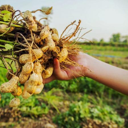 مزایای بادام زمینی سبز خام