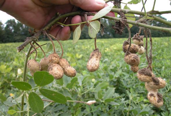 راهنمای خرید بهترین بادام زمینی سبز